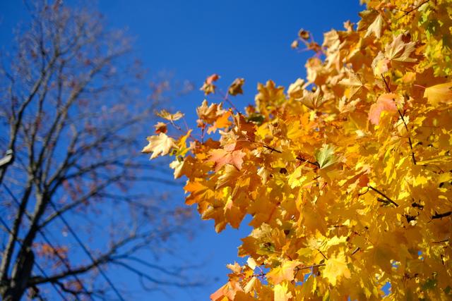 Fire Foliage