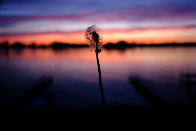 Dandelion Dusk